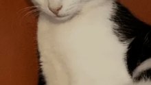 Levend begraven, het wonder van Yoko 🐾💔