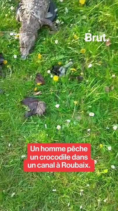 Un homme pêche un crocodile dans un canal à Roubaix.