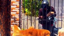 Golden Retriever, Anjing Cerdas yang Terkenal lewat Kesetiaannya