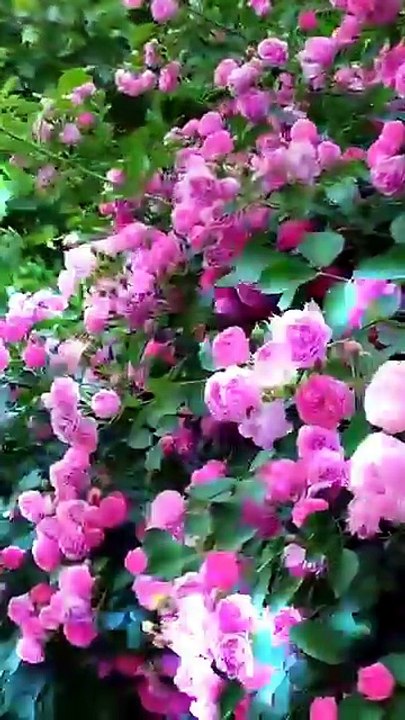 nature wonder flowers EPISODE 2 WHY NATURE IS SO BEAUTIFUL