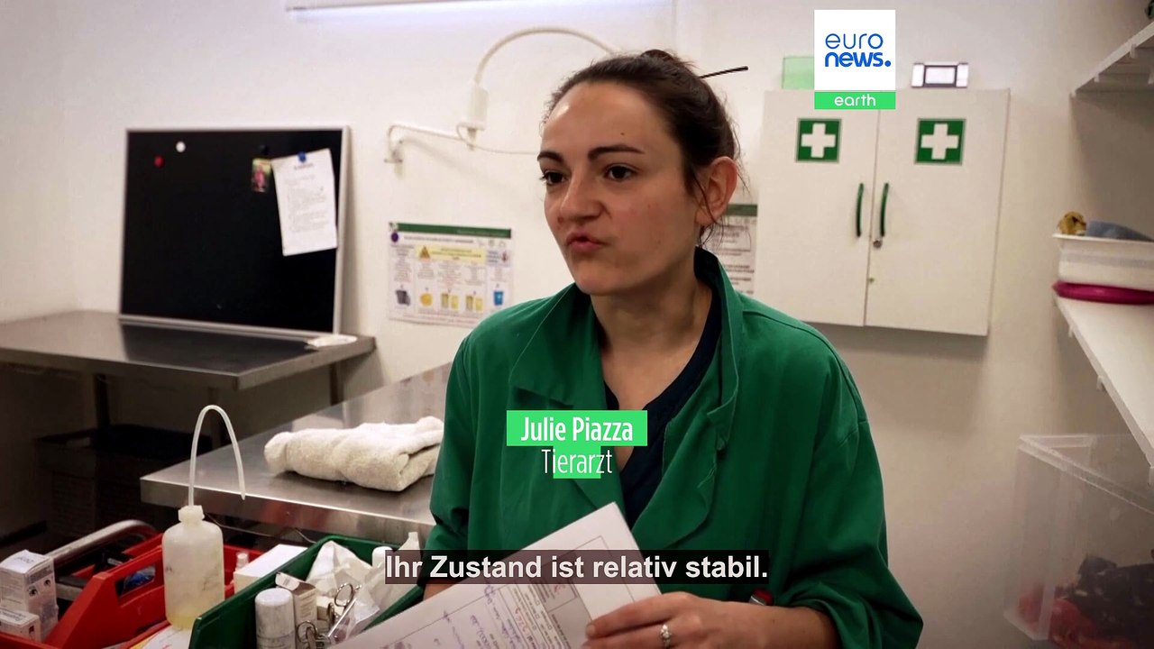 Füchse, Enten, Igel: Krankenhaus bei Paris gibt verletzten Wildtieren eine 2. Chance