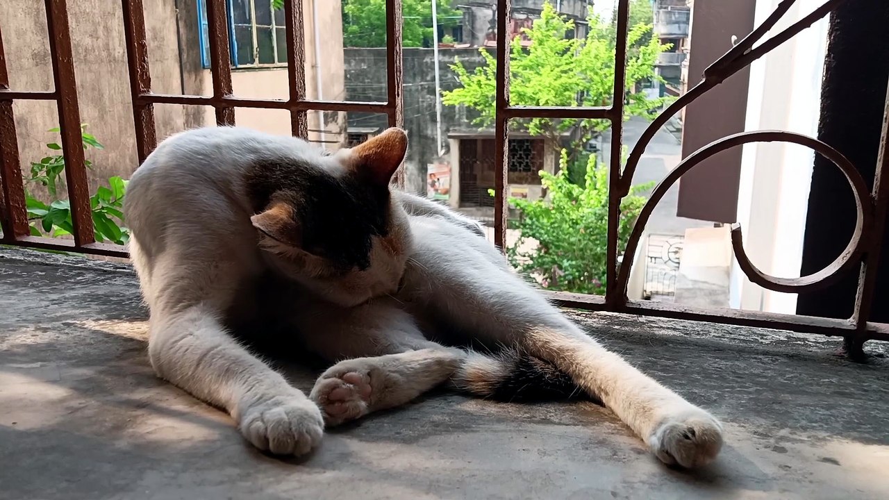 Sweet cat