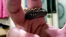 Nature's Beautiful Animal Evolution 2 #animaljourney #animaltransformation #beautifulnature
