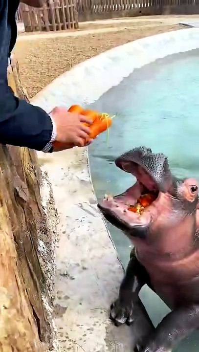 Hippopotamus full of vitamins hippopotamus wild animals zero distance