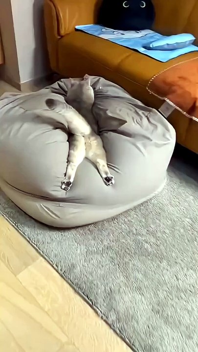 funny animal video  #shots #funny #animals #video