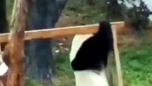 funny animals video
