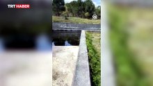 Sulama kanalına düşen karaca kurtarıldı