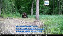 «Природа нажала кнопку перезагрузки»: Чернобыль стал неожиданным убежищем дикой природы