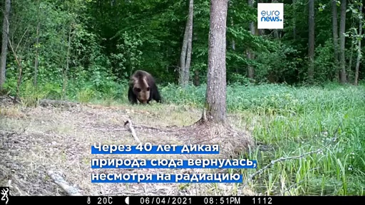«Природа нажала кнопку перезагрузки»: Чернобыль...