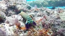 This Tiny Shrimp Punches Harder Than a Bullet 🦐💥