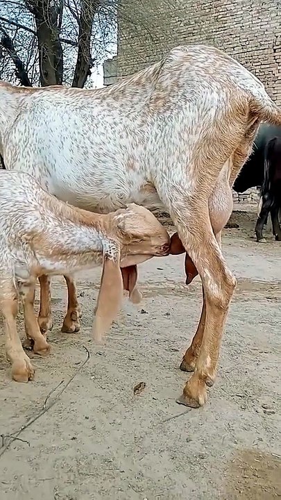 Makhi Cheeni goat with its kid.Mothe Nursing its kid