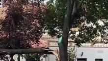 Caída de un árbol en el barrio del Pilar