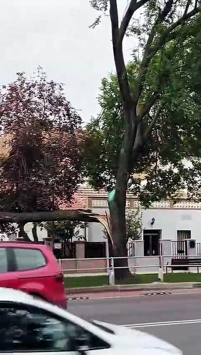 Caída de un árbol en el barrio del Pilar