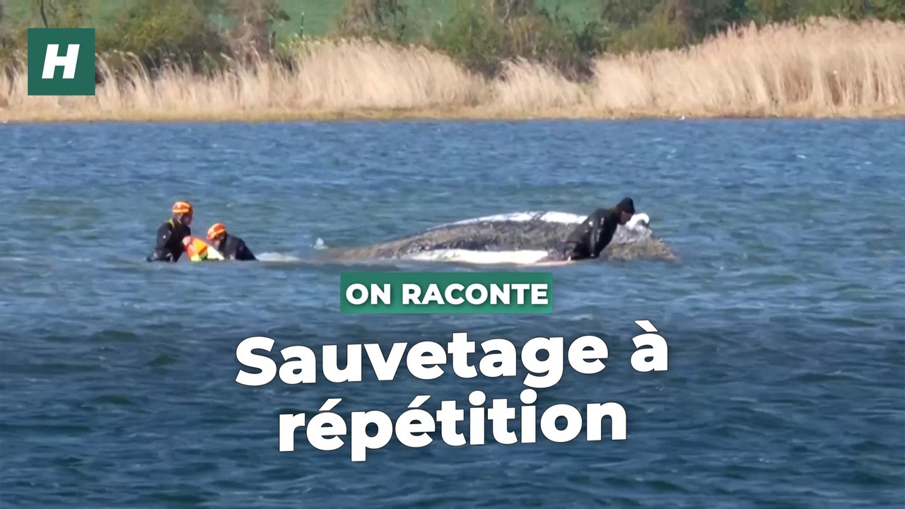 L’Allemagne tente toujours de sauver « Timmy », la baleine échouée, en dépit des critiques