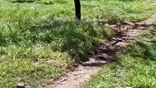 Quem tem um amigo desse não precisa de inimigo 🐮🐮🐮🐮😕🤣🤣🤣 #omelhorsoaoscomentarios #engraçado