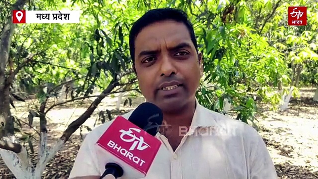 आम का दुश्मन है फ्रूट फ्लाई, फल के अंदर पैदा कर देता है कीड़े, घरेलू नुस्खे से ऐसे करें बचाव