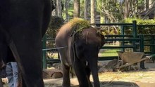Elephants in Bali 🐘🌿Gentle giants in a peaceful setting.Such a special moment ✨