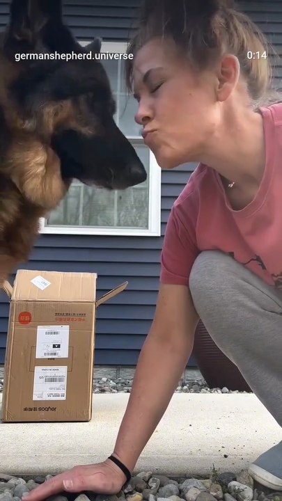 💕German shepherd funny shorts video 🤣🤣🤣🤣🤣🤣👇