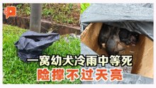 未睁眼幼犬即遭丢弃 毛孩之家怒斥：差点被淹死