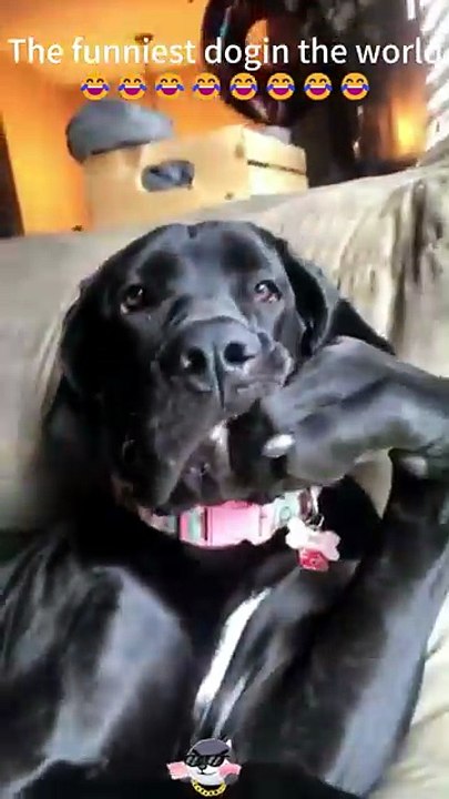 Funniest Dogs