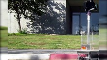 Scientists Experiment Discovered Goldfish Can Drive