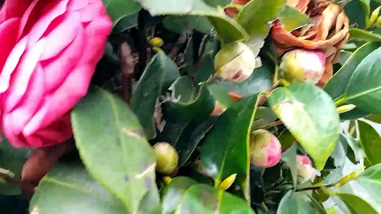 flower03