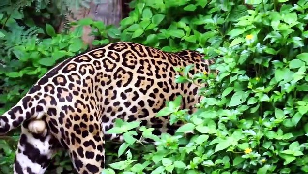 Que Significa Soñar con Pumas - Significado de Soñar con un Puma