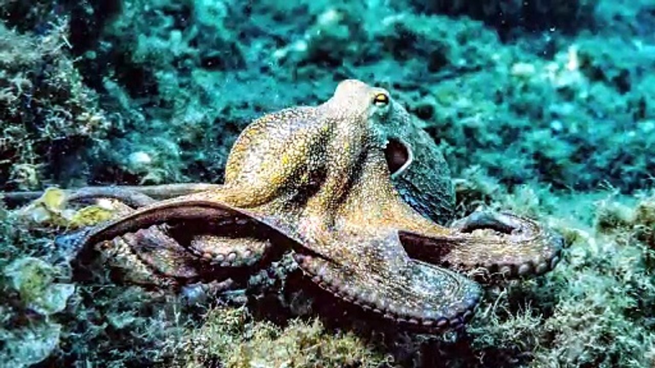 Que Significa Soñar con Pulpos - Significado de Soñar con un Pulpo
