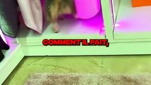 LE CHIEN LE PLUS FOU DE TIKTOK 🤣