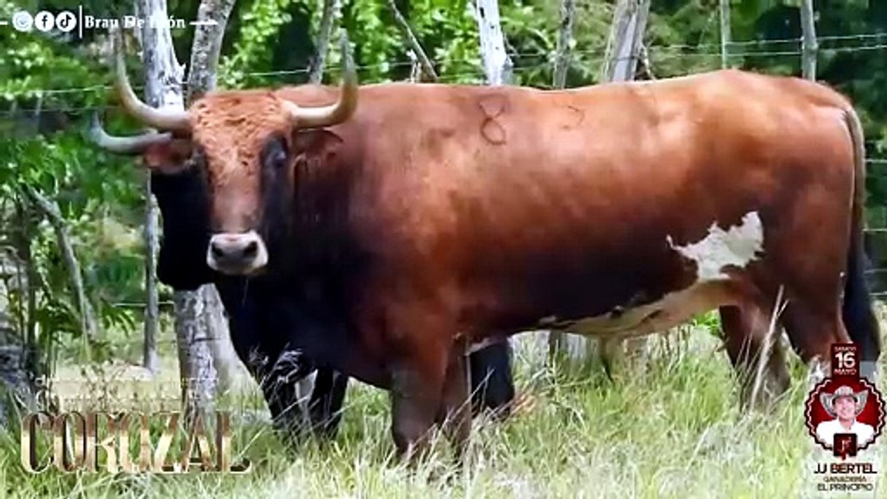 Corralejas Corozal 2026 | Visitas a las Ganaderías | Toros de J.J. Bertel