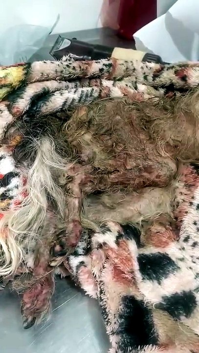 Cão debilitado é resgatado após denúncia de maus-tratos no Parque 1º de Maio