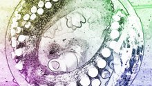 Why Do Octopuses Tear Themselves Apart After Mating?