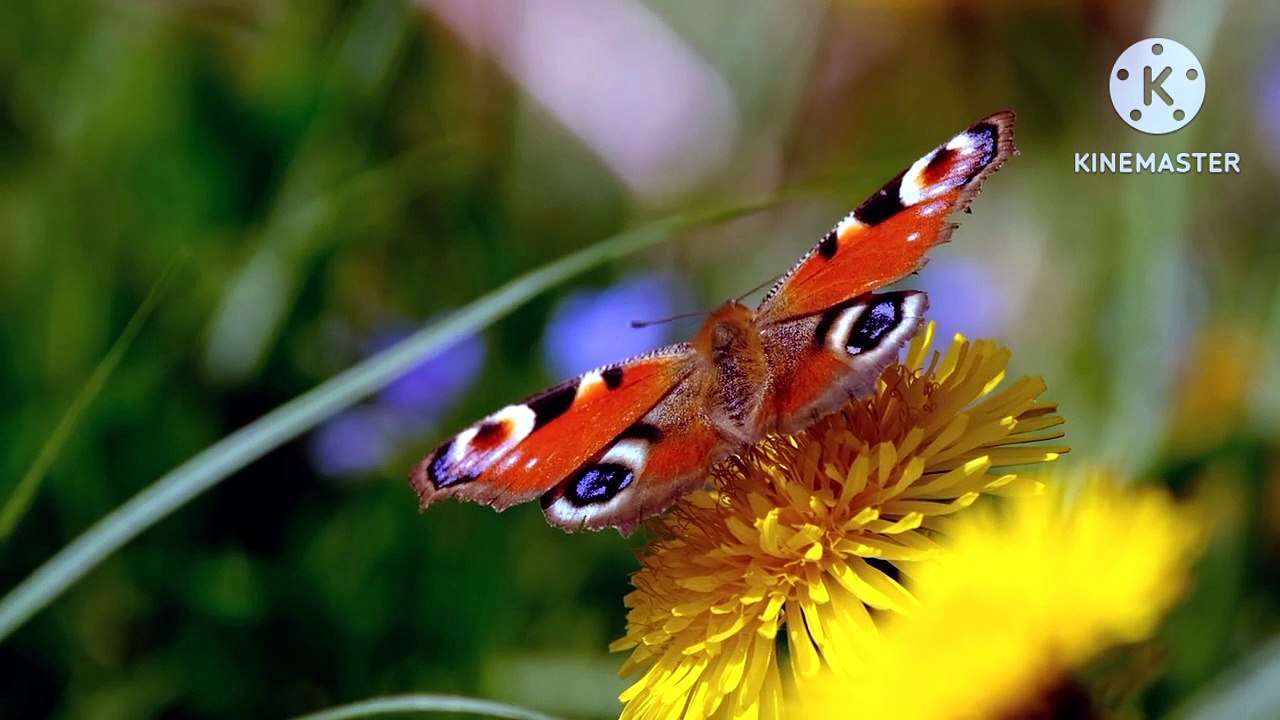 Beautiful butterfly