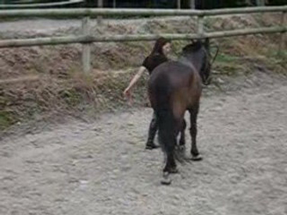 Dédé - 5 mois et demi après la fracture - dans le sable