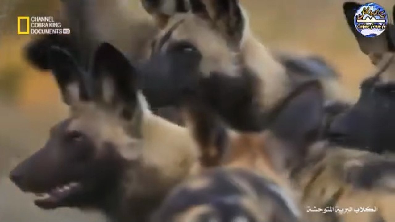 الكلاب البرية .5