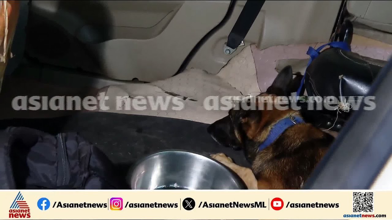 തൃശ്ശൂർ വെടിക്കെട്ട് അപകടം: പരിശോധനയ്ക്കായി കെഡാവർ  നായ്ക്കളെ എത്തിച്ചു