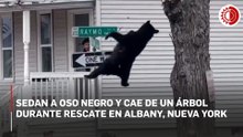 Sedan a oso negro y cae de un árbol durante rescate en Albany, Nueva York