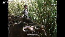 A Maldição do Açúcar (2025) (2/2)