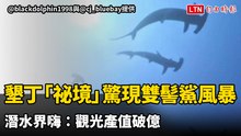 不用飛日本！墾丁「祕境」驚現雙髻鯊風暴 潛水界嗨：觀光產值破億