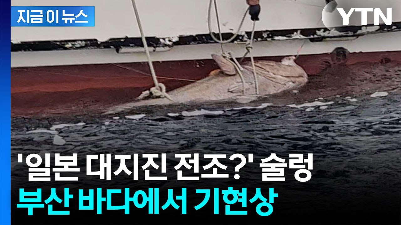 낚시하다 '깜짝'...부산서 이례적 현상 발생 [지금이뉴스]  / YTN