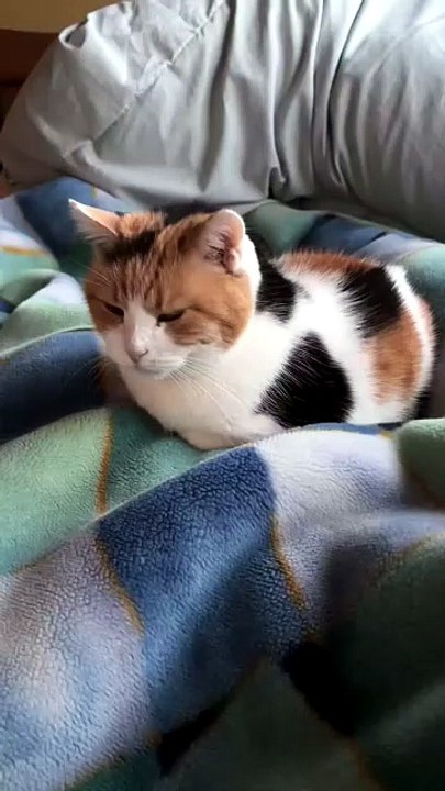 Sleeping Like a Queen on a Cozy Blanket 👑🐱
