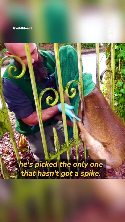 Kind man saves terrfied deer trapped in Fence