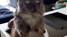 Come on, some cuddles please.... don’t make me ask twice :) #cat #funnycats #catlover