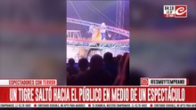 Pánico en el circo: tigre saltó sobre el público en medio del espectáculo