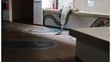 Crocodilo invade recepção de hotel à procura de comida. Há vídeo