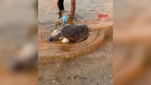 Tekirdağ'da ölü caretta caretta kıyıya vurdu
