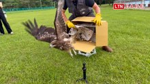 受困擄鴿集團鳥網「眨眼」黑鳶獲救倖存 今重回山林