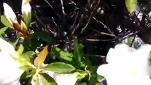ツツジ
