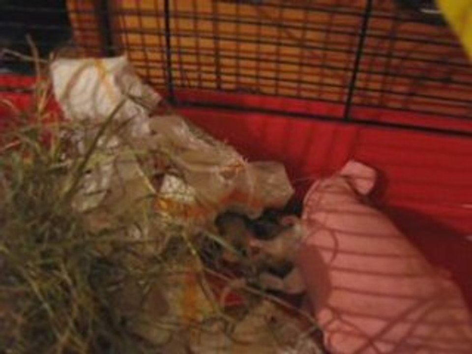 Bébés Hamsters ,premières disputes