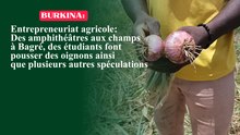 Entrepreneuriat agricole : Des amphithéâtres aux champs à Bagré, des étudiants font pousser des oignons ainsi que plusieurs autres spéculations